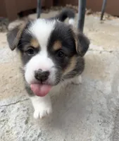 Charlie, a male Pembroke Welsh Corgi for sale in Silver Springs, NV – Photo 2 of 9