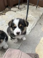 Charlie, a male Pembroke Welsh Corgi for sale in Silver Springs, NV – Photo 5 of 9
