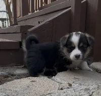 Charlie, a male Pembroke Welsh Corgi for sale in Silver Springs, NV – Photo 6 of 9