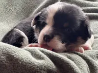 Chance, a male Pembroke Welsh Corgi for sale in Silver Springs, NV – Photo 8 of 9