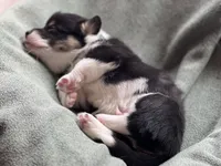 Chance, a male Pembroke Welsh Corgi for sale in Silver Springs, NV – Photo 3 of 9