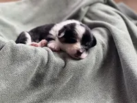 Chance, a male Pembroke Welsh Corgi for sale in Silver Springs, NV – Photo 1 of 9