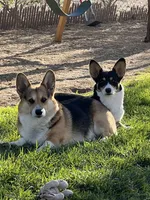 Chance, a male Pembroke Welsh Corgi for sale in Silver Springs, NV – Photo 9 of 9