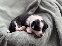 Chance, a male Pembroke Welsh Corgi for sale in Silver Springs, NV – Photo 2 of 9