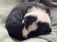 Chance, a male Pembroke Welsh Corgi for sale in Silver Springs, NV – Photo 7 of 9