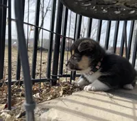Tess, a female Pembroke Welsh Corgi for sale in Silver Springs, NV – Photo 6 of 10