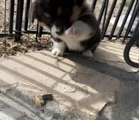 Tess, a female Pembroke Welsh Corgi for sale in Silver Springs, NV – Photo 5 of 10