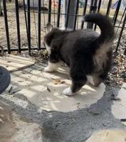 Tess, a female Pembroke Welsh Corgi for sale in Silver Springs, NV – Photo 9 of 10