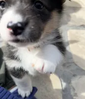 Tess, a female Pembroke Welsh Corgi for sale in Silver Springs, NV – Photo 2 of 10