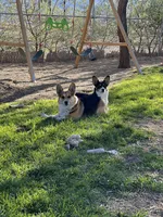 Tess, a female Pembroke Welsh Corgi for sale in Silver Springs, NV – Photo 10 of 10