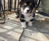 Tess, a female Pembroke Welsh Corgi for sale in Silver Springs, NV – Photo 7 of 10