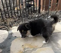 Tess, a female Pembroke Welsh Corgi for sale in Silver Springs, NV – Photo 4 of 10
