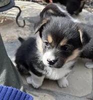 Tess, a female Pembroke Welsh Corgi for sale in Silver Springs, NV – Photo 8 of 10