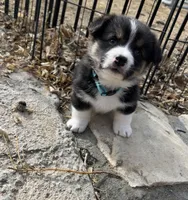 Champ, a male Pembroke Welsh Corgi for sale in Silver Springs, NV – Photo 1 of 10