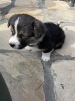 Champ, a male Pembroke Welsh Corgi for sale in Silver Springs, NV – Photo 6 of 10