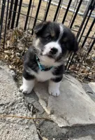 Champ, a male Pembroke Welsh Corgi for sale in Silver Springs, NV – Photo 7 of 10