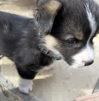 Champ, a male Pembroke Welsh Corgi for sale in Silver Springs, NV – Photo 4 of 10
