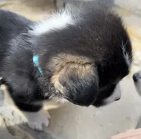 Champ, a male Pembroke Welsh Corgi for sale in Silver Springs, NV – Photo 2 of 10