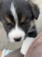 Champ, a male Pembroke Welsh Corgi for sale in Silver Springs, NV – Photo 5 of 10