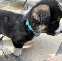 Champ, a male Pembroke Welsh Corgi for sale in Silver Springs, NV – Photo 9 of 10