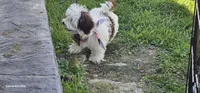 AKC male , a male Havanese for sale in Harrodsburg, KY – 4 of 6