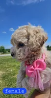CKC female, a female Bichpoo for sale in Harrodsburg, KY – 6 of 6