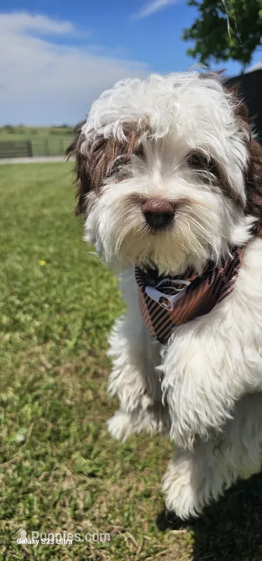 AKC male  – Havanese puppy for sale in Harrodsburg, KY