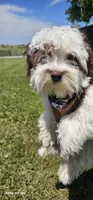 AKC male , a male Havanese for sale in Harrodsburg, KY – 1 of 6