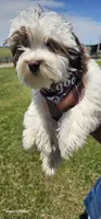 AKC male , a male Havanese for sale in Harrodsburg, KY – 2 of 6