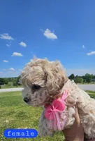 CKC female, a female Bichpoo for sale in Harrodsburg, KY – 3 of 6