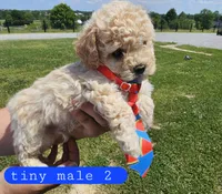 CKC tiny male 2, a male Bichpoo for sale in Harrodsburg, KY – 2 of 6