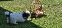 AKC male , a male Havanese for sale in Harrodsburg, KY – 6 of 6