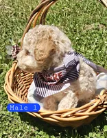 CKC Male 1, a male Bichpoo for sale in Harrodsburg, KY – 3 of 5