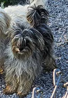 Ckc River Merle, a female Havapoo for sale in Harrodsburg, KY – Photo 2 of 2