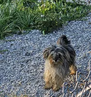 Ckc River Merle, a female Havapoo for sale in Harrodsburg, KY – Photo 1 of 2