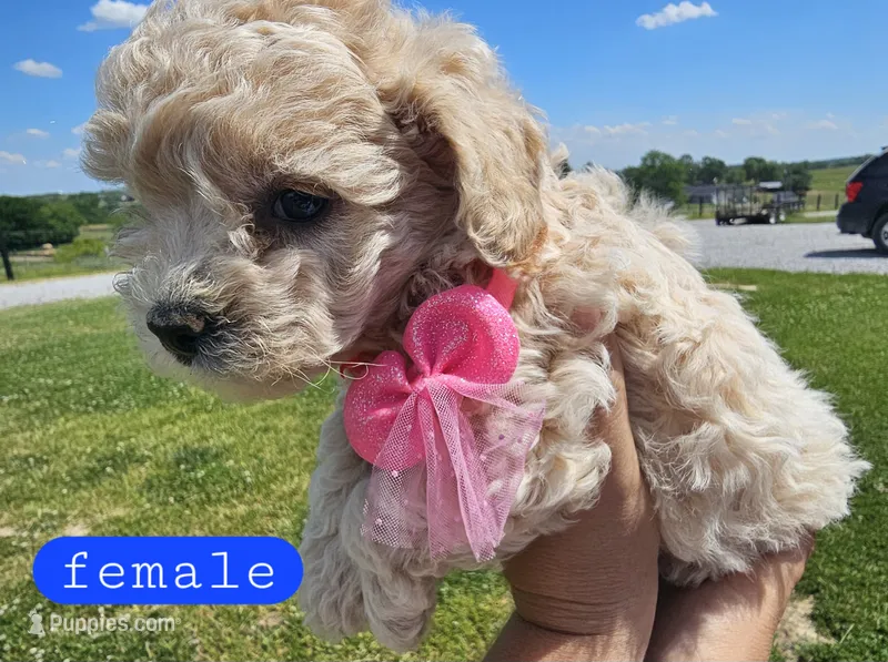 CKC female – Bichpoo puppy for sale in Harrodsburg, KY