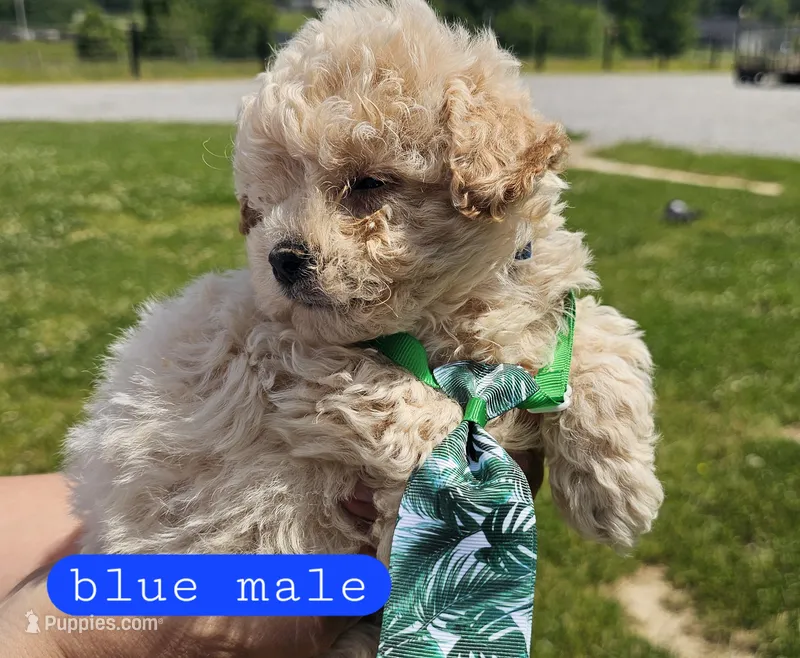 CKC Blue male – Bichpoo puppy for sale in Harrodsburg, KY