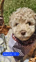 CKC Male 1, a male Bichpoo for sale in Harrodsburg, KY – 2 of 5