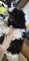 Akc male 1, a male Havanese for sale in Harrodsburg, KY – Photo 2 of 4