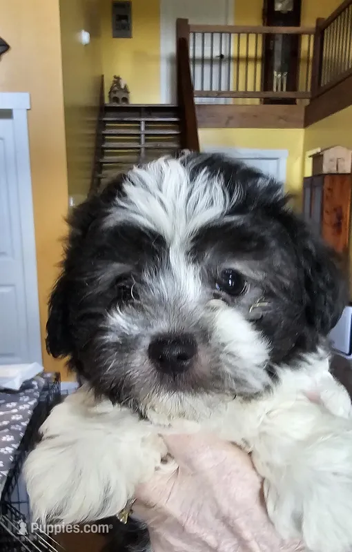 Akc male 1 – Havanese puppy for sale in Harrodsburg, KY