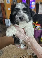 Akc male 1, a male Havanese for sale in Harrodsburg, KY – Photo 4 of 4
