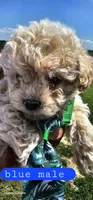 CKC Blue male, a male Bichpoo for sale in Harrodsburg, KY – 6 of 6