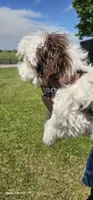 AKC male , a male Havanese for sale in Harrodsburg, KY – 3 of 6
