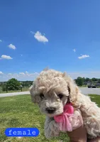 CKC female, a female Bichpoo for sale in Harrodsburg, KY – 2 of 6