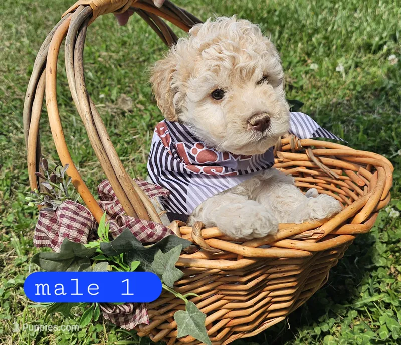 CKC Male 1 – Bichpoo puppy for sale in Harrodsburg, KY