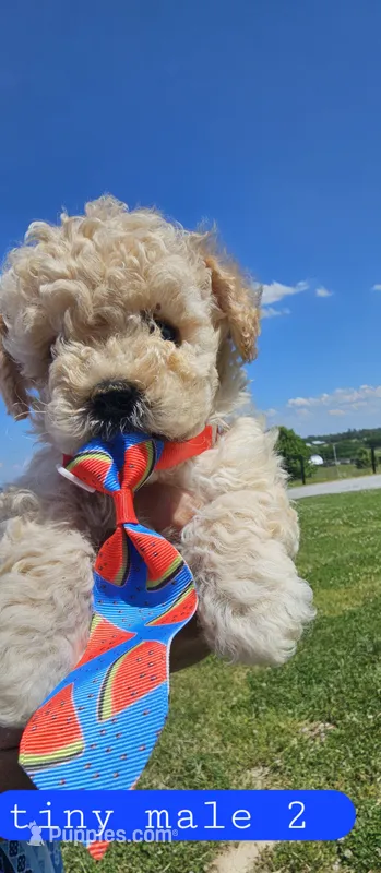 CKC tiny male 2 – Bichpoo puppy for sale in Harrodsburg, KY