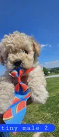 CKC tiny male 2, a male Bichpoo for sale in Harrodsburg, KY – 1 of 6