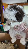 Akc male 2, a male Havanese for sale in Harrodsburg, KY – Photo 2 of 5