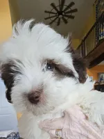 Akc male 2, a male Havanese for sale in Harrodsburg, KY – Photo 4 of 5