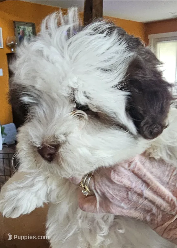 Akc male 2, a male Havanese for sale in Harrodsburg, KY – Photo 1 of 5